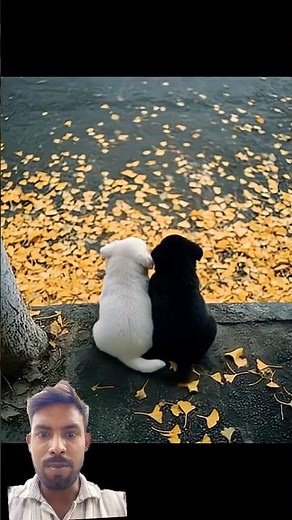 Two cute dogs hugging each other 🐶💞 | Heart touching moment | #Shorts