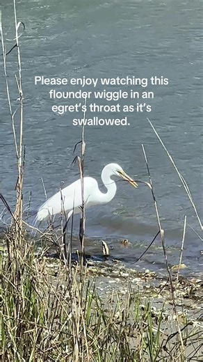 Egret Swallows Flounder Whole
