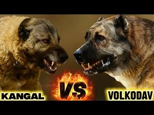 Kangal vs Volkodav: Which Dog is the Strongest ?