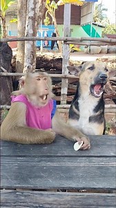 Perfect video SokYaa,OG, Pao & Mom Are Famous Around The World #shorts