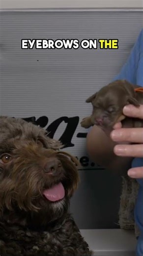 Phantom Tan Points in Chocolate Labradoodle