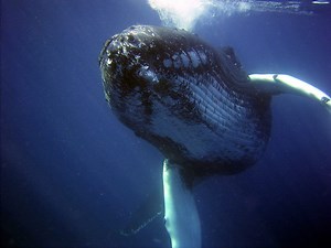 World Whale Day celebration Feb. 20 at Maui Ocean Center | Maui Now