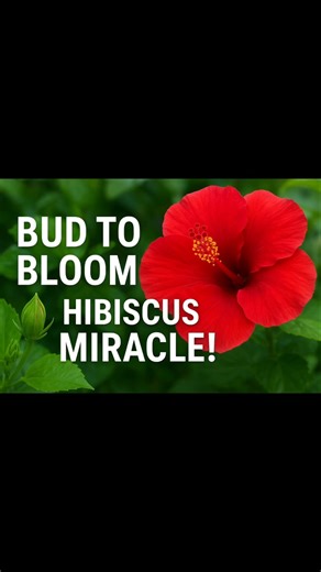 "Hibiscus Time-Lapse | From Bud to Beautiful Bloom 🌺 | Flower Growing Journey" #shortvideo#ytshorts