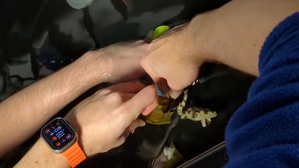 Swell shark hatches without male shark present in the tank