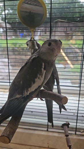 Stoke Bird Auction on TikTok