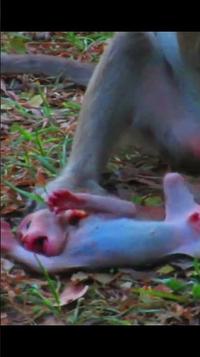 Monkey species: The baby monkey jumped up, slipped, and fell face down on the ground.