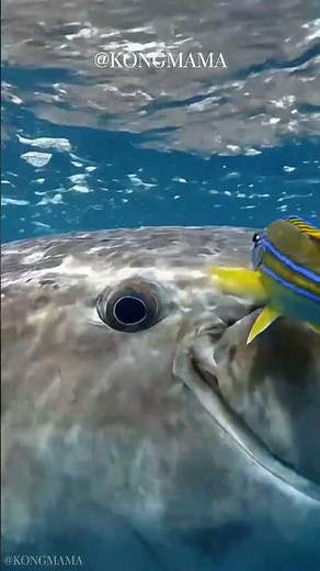 Ocean Sunfish Spa Day: A Tiny Cleaner Wrasse Saves a Giant Mola