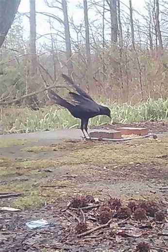 EA S180 - Jumping Crow #birds #crows #wildlife