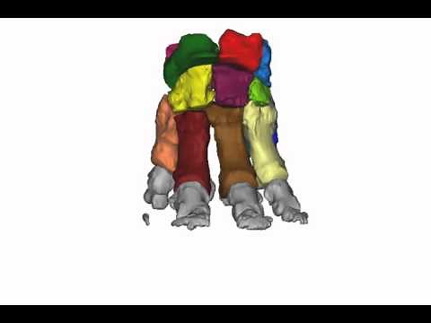 Elephant foot bone anatomy