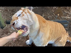 HAND FEEDING ADULT LIONS, TIGERS & JAGUARS ! WHAT HAPPENS ?!