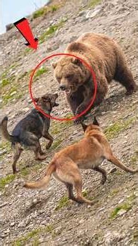 Nature's Most Dangerous Defensive Fighters 🦔🔥 #nature #survival