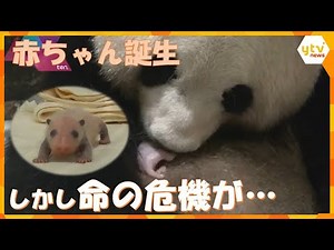 パンダファミリー第２弾！わずか75gで誕生…赤ちゃんの危機を救え！