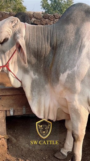 SW CATTLE (@sohail.wazir.76)’s videos with suono originale - Milionar Life