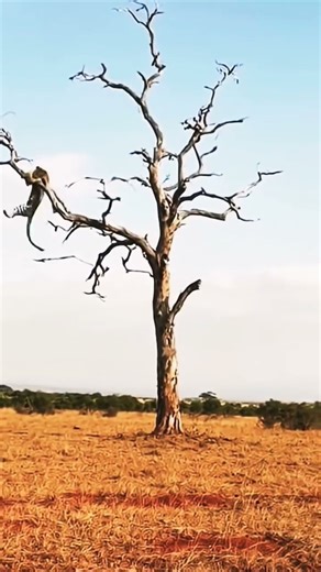 Cheetah's Lightning Fast Attack on Monkey!