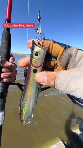 Tips for Casting a Spinning Reel with Topwater for Striped Bass