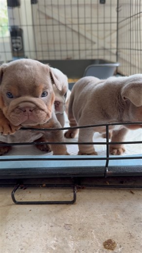 Puppy whines 🥹 #puppies #englishbulldog #puppylife #puppy #puppylove #bulldog #bulldogpuppy #puppyreels #bulldoglovers #bulldogmoments #explore | Bank Bound Bullyz