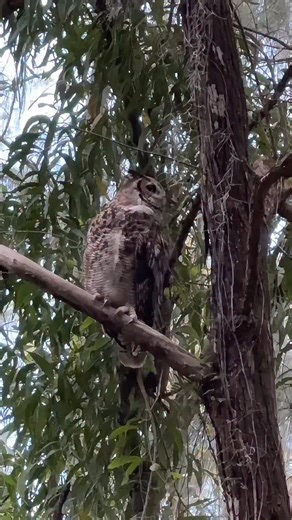 Volume up to hear this native great horned owl’s call, said to sound like: “Who’s Awake? Me, too.” I was with my friends @cheahpet888 and @lu_behrens5 when this amazing bird of prey was just waking up, calling his mate, right before hunting at sunset. We could hear him before we could see him. As it was already getting dark, the video quality is not the best, but it is still fun to see such an incredible bird of prey. Much to our surprise, this great horned owl went to jump from one branch to an