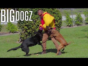 My 4 Year Old Trains $70K Protection Dogs To Attack | BIG DOGZ