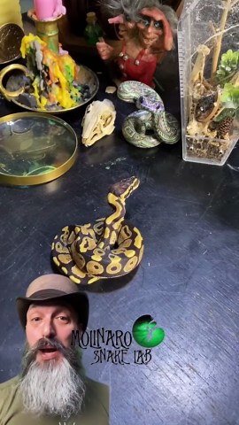 The Molinaro Snake Lab helps a baby snake