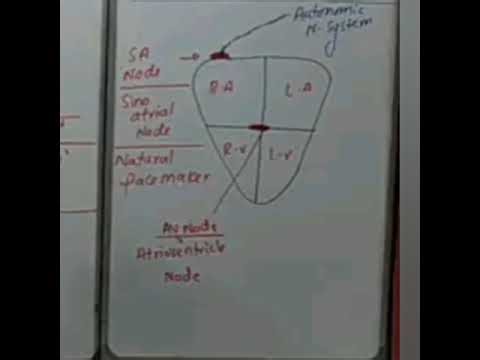 SA node Av node purkiNje fibre 12