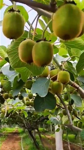 Kiwi Farming Secrets | Fresh Kiwi Harvest From the Orchard 🌿