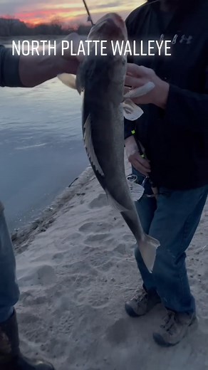 River eyes! #walleye #eyeballs #river #fishing #fish