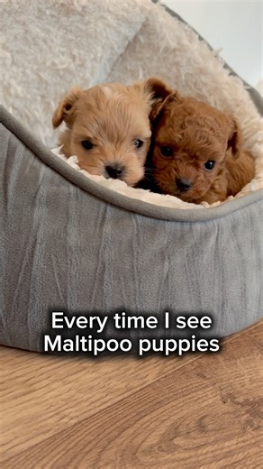 49K views · 781 reactions | Every time I see Maltipoo Puppies, my heart goes…❤️ #maltipoo #maltipoodle #maltipoos #maltipoosofinstagram #maltipoopuppy #maltipoolove #cutestpuppy #cutestdogs #cutestdogsever #dogslife #bestfriend #bestfriendsforever #dog #dogsofinsta #dogsofig #puppies #puppiesofinstagram #fluffypuppy #fluffypuppies #doodlepuppy #doodlepup #cutestdoodles #doodlelove #doodleoftheday #puppyoftheday | MLA Pets - My Little Angels | Facebook