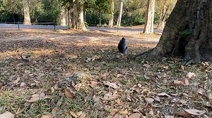 25K views · 563 reactions | What a strange monkey I’ve ever seen! First time to see you! | American Monkeys | Facebook