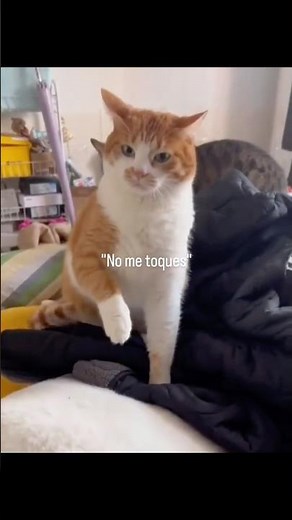 Pet memes that make you laugh the most