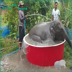The cute baby elephant is full and has a cool bath Join my group :👉👉👉 Animals Kingdom 👈👈👈 Thank you so much 😍 | Elephant World