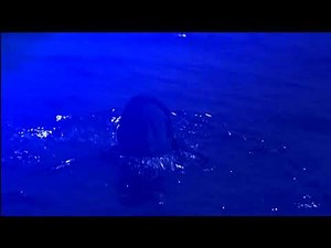 Opening to Jaws 2003 DVD (Australia)