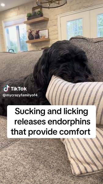 Understanding Dog Nooking and Self-Soothing Behavior