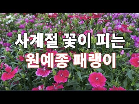 Beautiful Dianthus Flowers Perfect for Any Garden: A Detailed Guide to Year-Round Blooming and Pr...