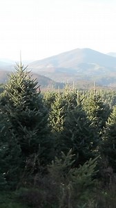 6.8K views · 190 reactions | When you buy a real tree from North...