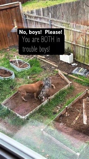 Mud wrestling. And no garden for me. They’ve been playing Wreck-It Ralph back there all winter.