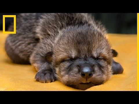 Introducen crías de lobo mexicano en nuevas familias de acogida | National Geographic en Español