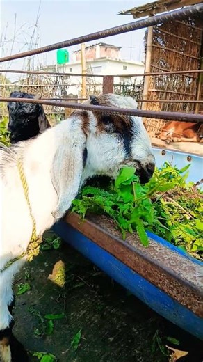 goat farm in nepal | goat farming in nepal | goat farming village #goatfarming