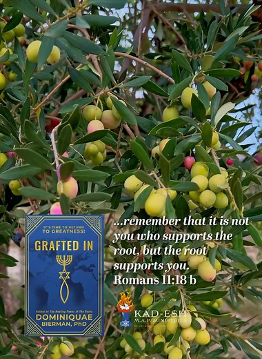 GRAFTED IN Compared to a Wild Olive, the Cultivated Olive is very different as it is characterized by a complex Root System that goes down quite deep. Its roots become so strong that I have seen some of them breaking through walls and stone. They take longer to grow and to develop good fruit, but they practically live forever. Storms and strong winds cannot uproot them as their roots are so deep and strong. I have seen olive trees in Israel that are so old that some think that they were probably