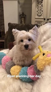 Piper being cute | The Piper Chronicles