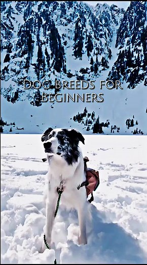 Dog Breeds for Beginners: Discover Their Unique Traits