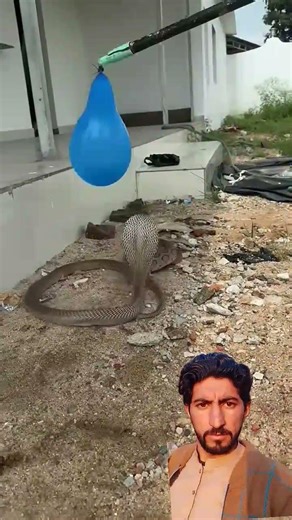 Snake biting a balloon #shortvideo