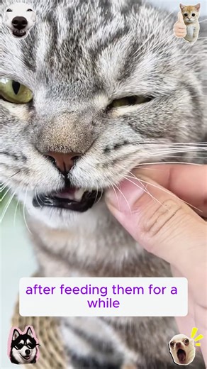 Vomiting, chewing plastic? One Cat Grass Treats brings easy relief!#cat #catlover #hairballs #pet #tiktokshopblackfriday #catfood