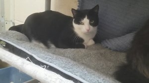 1.4K views · 23 reactions | Hey all you cool cats and kittens.... adopt at the SPCA of Luzerne County! | PA Live | Facebook