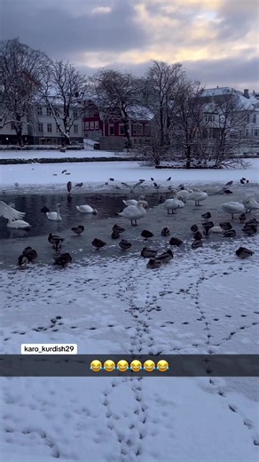 #Kurdistan #Kurd #Slaymani #KurdishUk #Zaxho