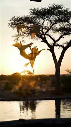 Their perfect balloon ride ended like this… 😱 #fail