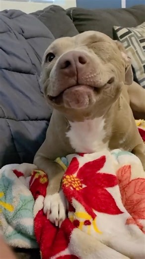 Dog sneezes The Tiny Explosions of Cuteness! 🤧🐶😂