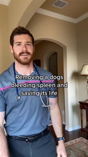 Veterinary Medicine: Spleen Organ in Dogs