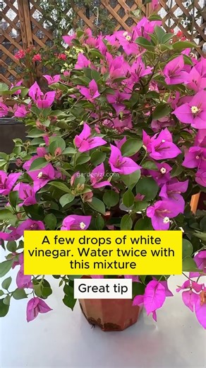 4.7K views · 30 reactions | Good tips for taking care of...