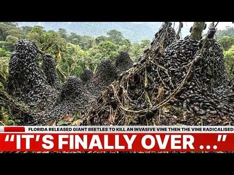 Florida Released Giant Beetles to Kill an Invasive Vine Then the Vine Radicalised