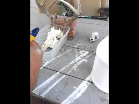 How to whiten deer skulls